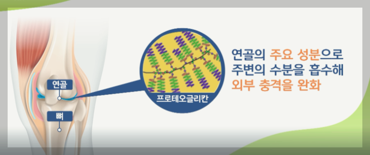 프로테오글리칸의 역할