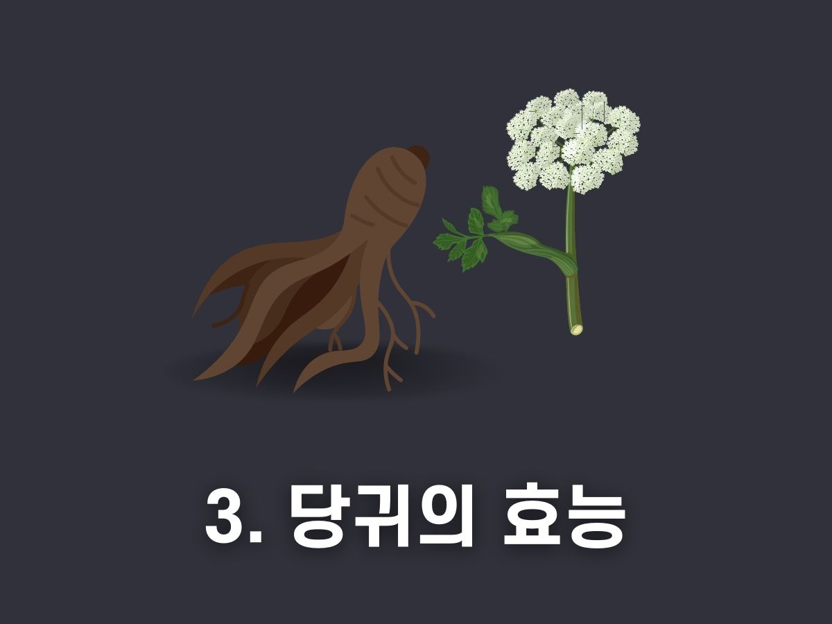 3. 당귀의 효능
