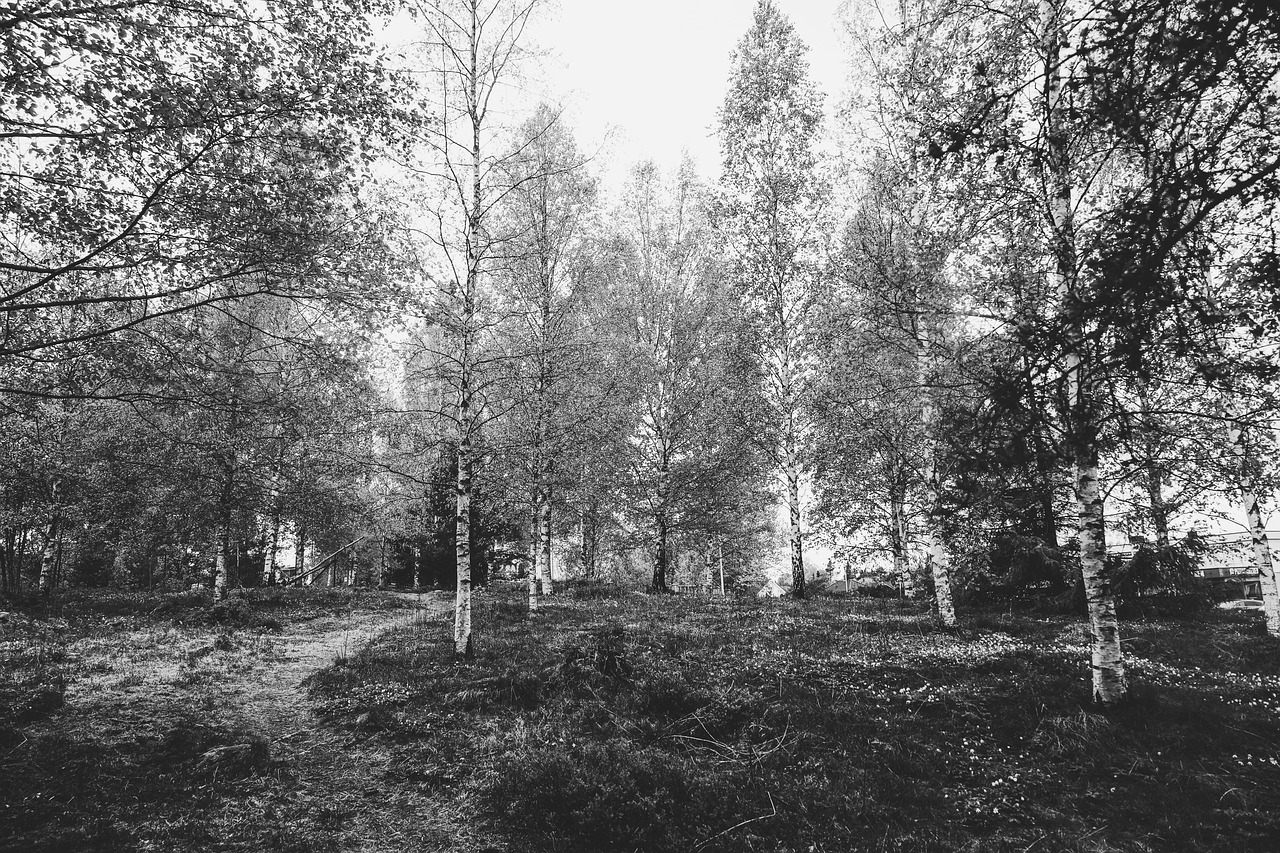 숲길 관련 사진