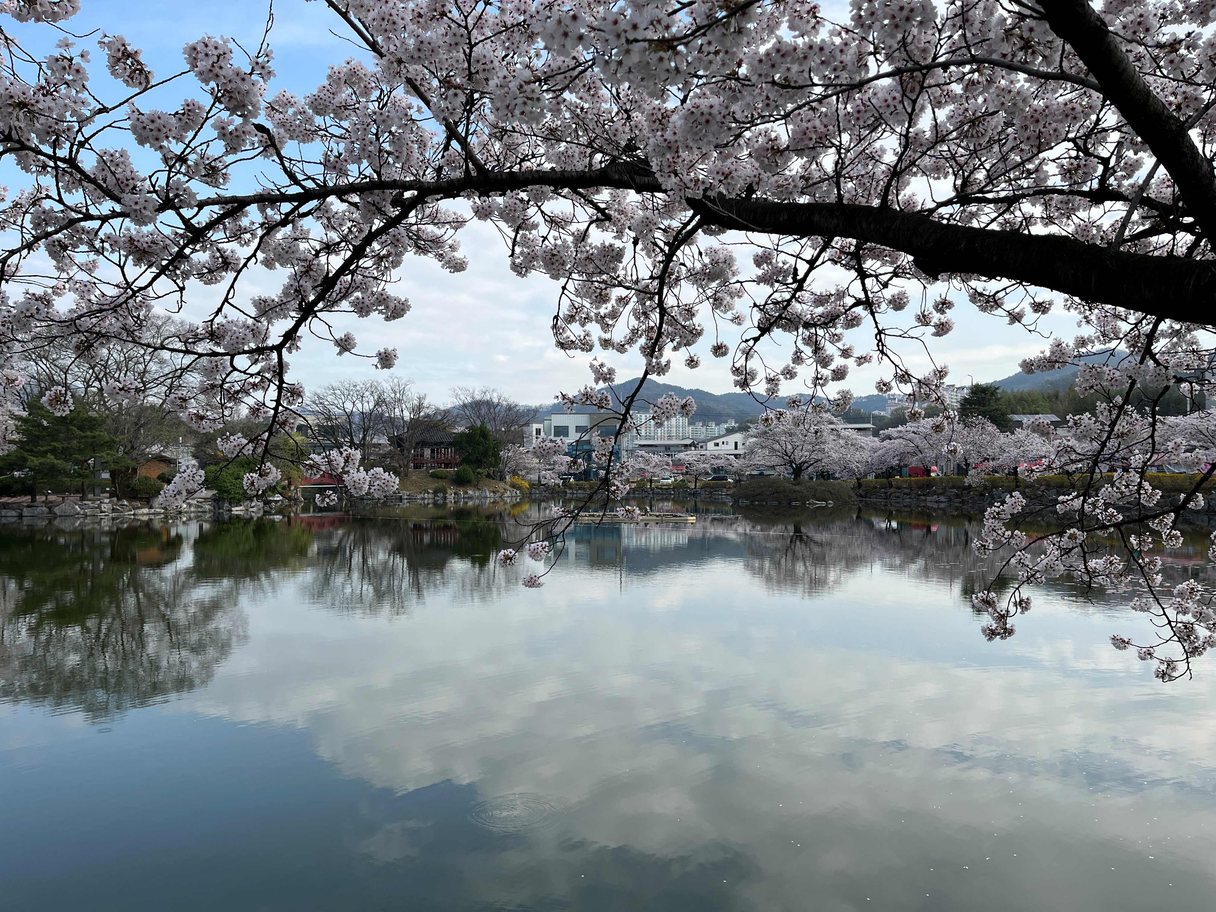 김천 연화지 벚꽃