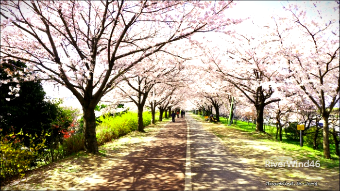 낙동제방벚꽃길