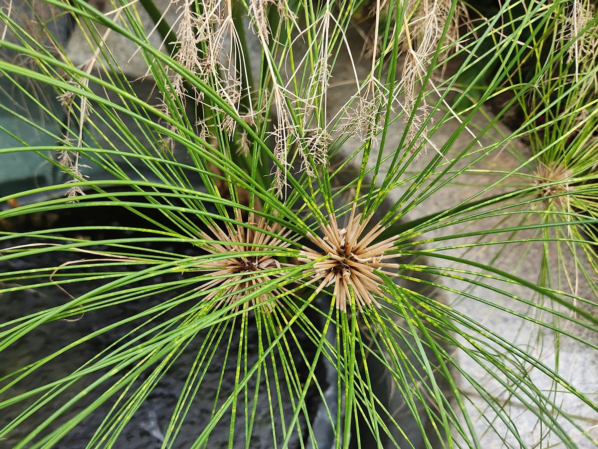 파피루스 Papyrus