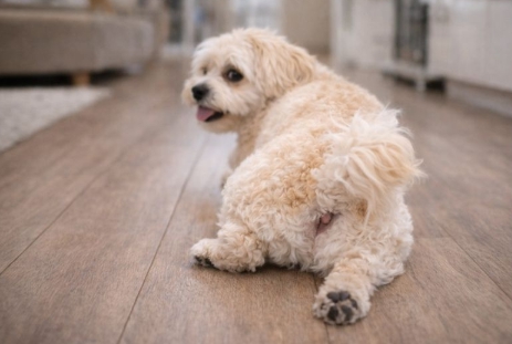 강아지 항문 질환 관련 사진