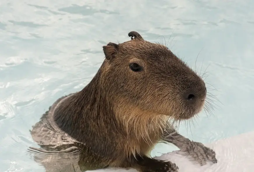 카피바라