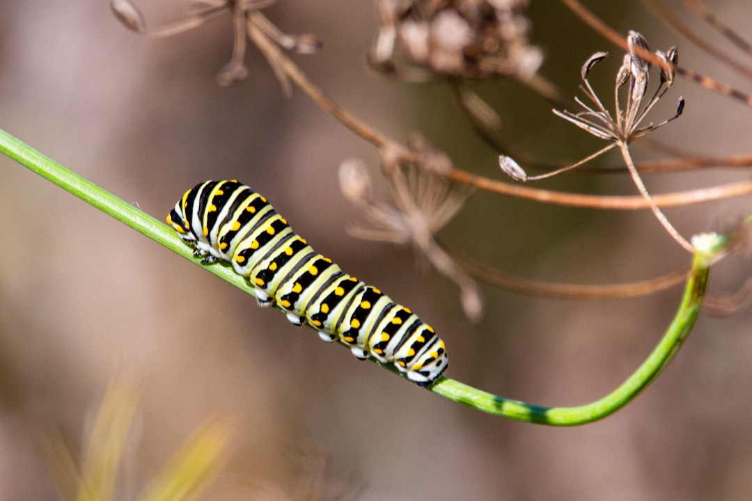 caterpillar