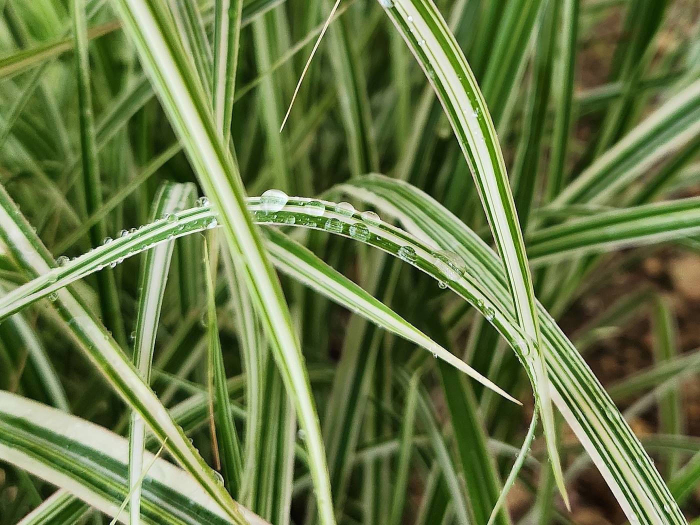 흰줄무늬억새 (참억새 바리에가투스)