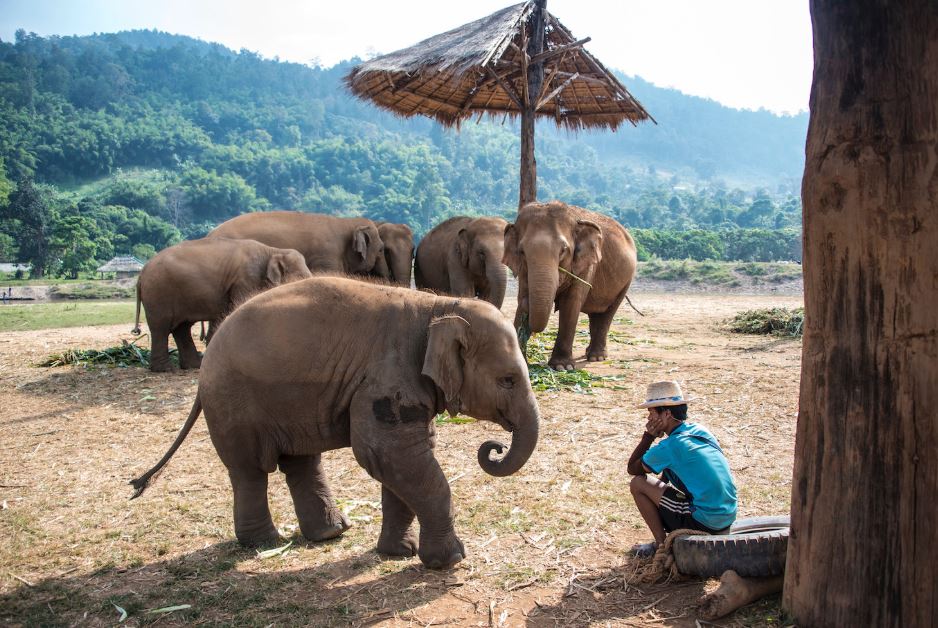 엘리펀트 네이처 파크 사진