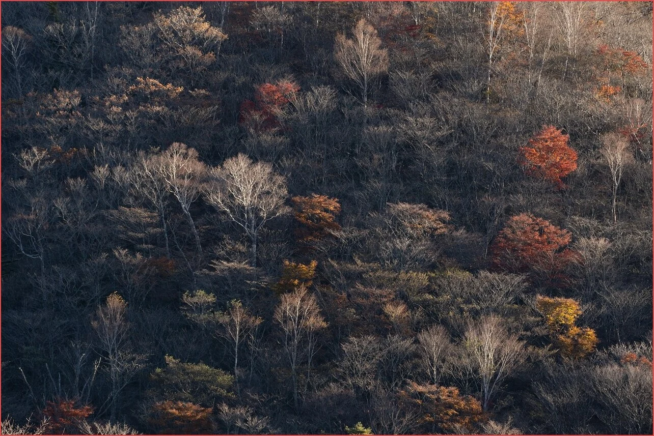 농협 정기예금 금리