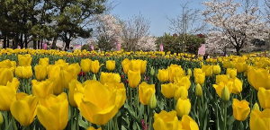 태안튤립박람회
