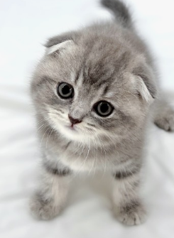 사람들이 제일 좋아하고 키우기 쉬운 고양이 TOP 5