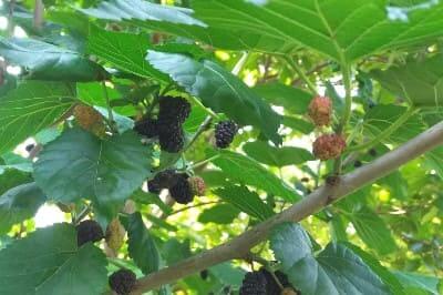 오디뽕나무-오디나무-재배법-오디-거름주기-웃거름-방법-수확시기-수확방법