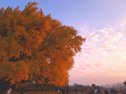 반계리 은행나무