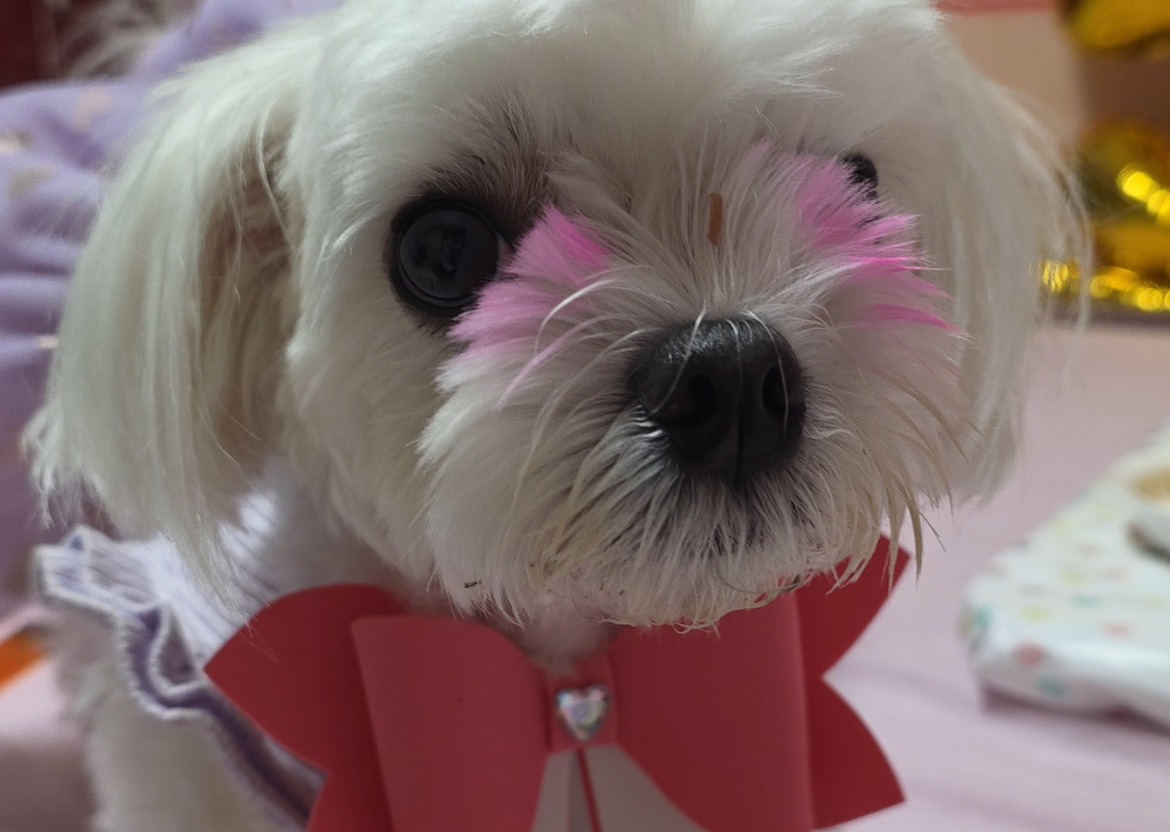 간식 먹방 후 꼬질이 라떼