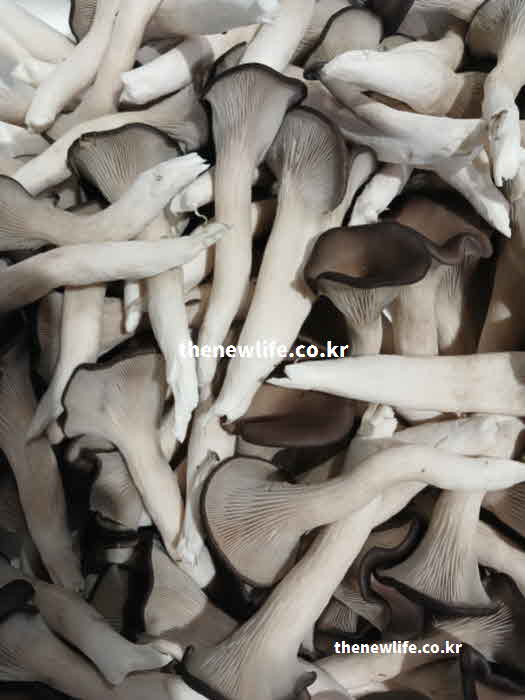 고지혈증 좋은 음식 버섯 느타리버섯