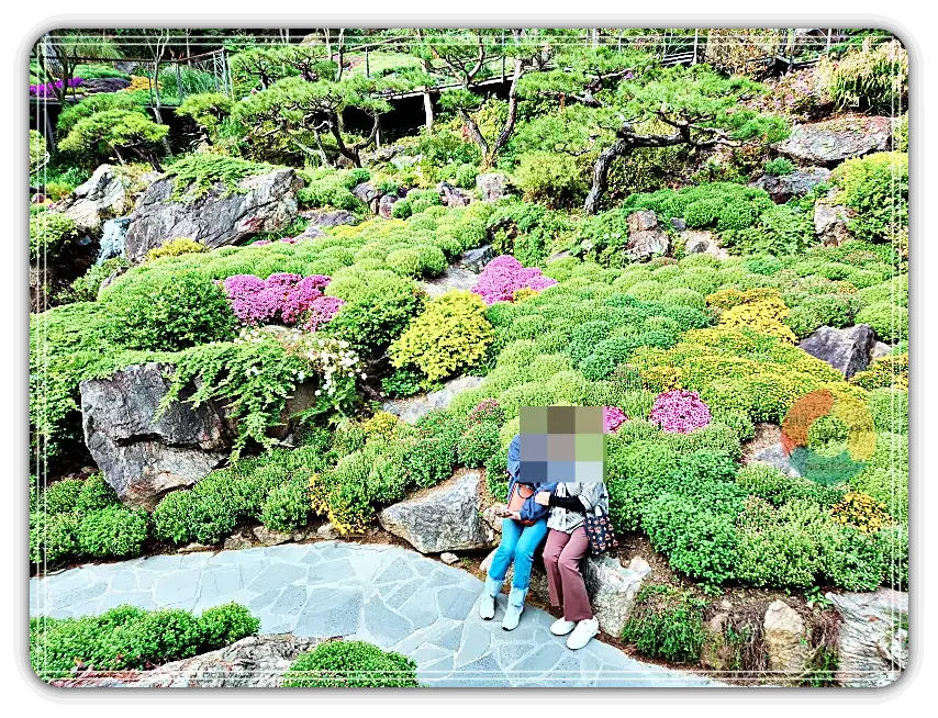 화담숲_국화밭-초록잎-아직-안핀-꽃