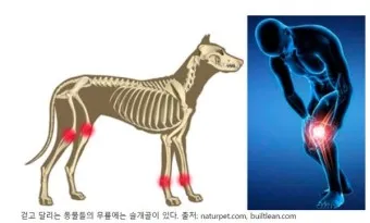 강아지 슬개골 탈구 수술 후유증_6