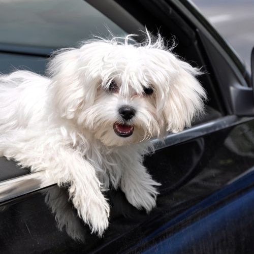 말티즈의 수명&amp;#44; 성격&amp;#44; 특징&amp;#44; 장단점