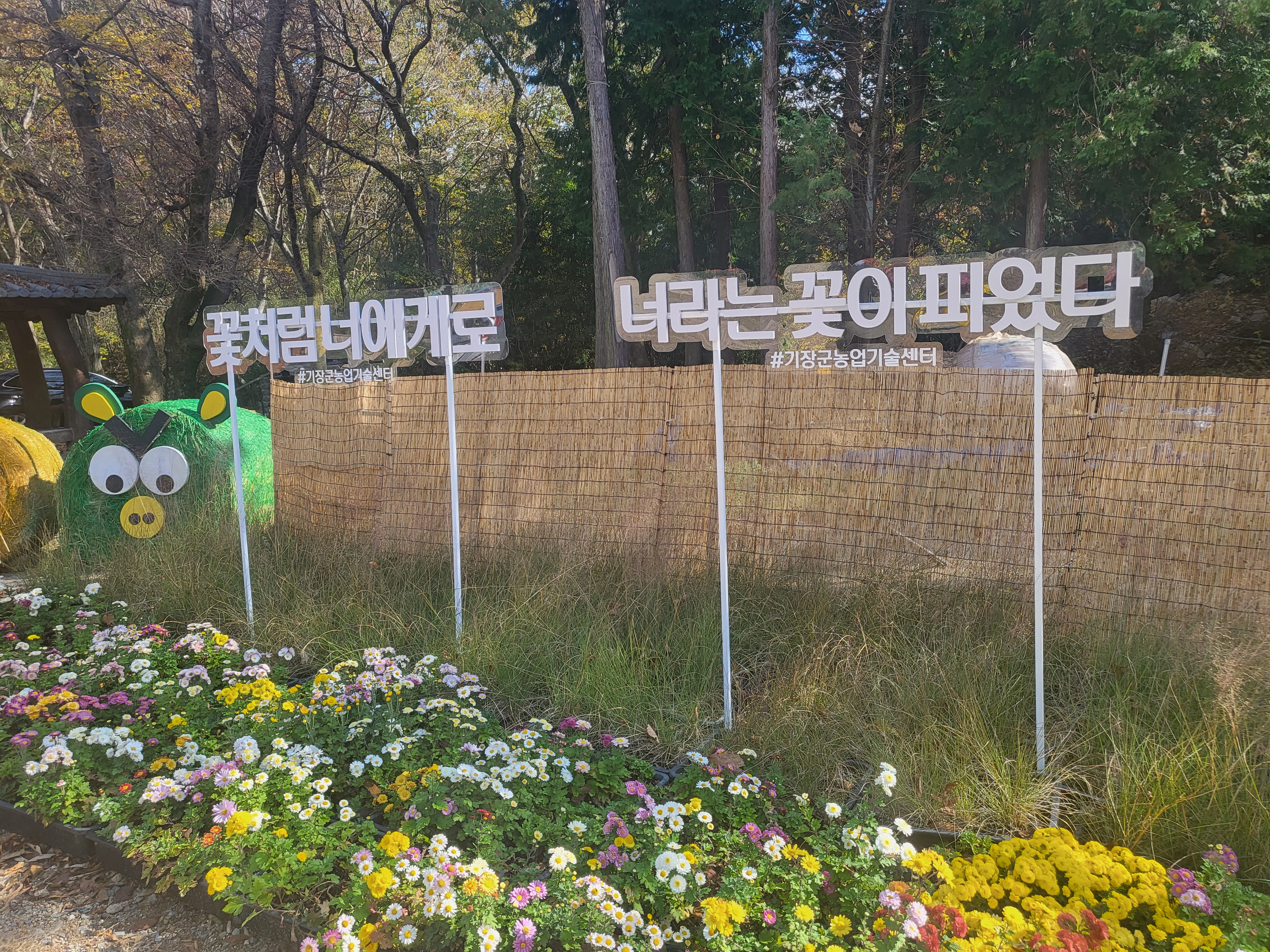 국화 향기 가득한 부산 기장 장안사 제 7회 기장 국화분재전시회가 열렸습니다.