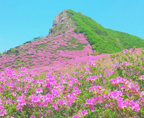 소백산 철쭉 개화시기