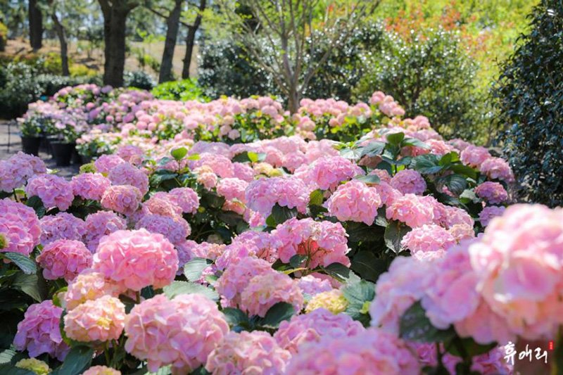 휴애리 여름 수국 축제
