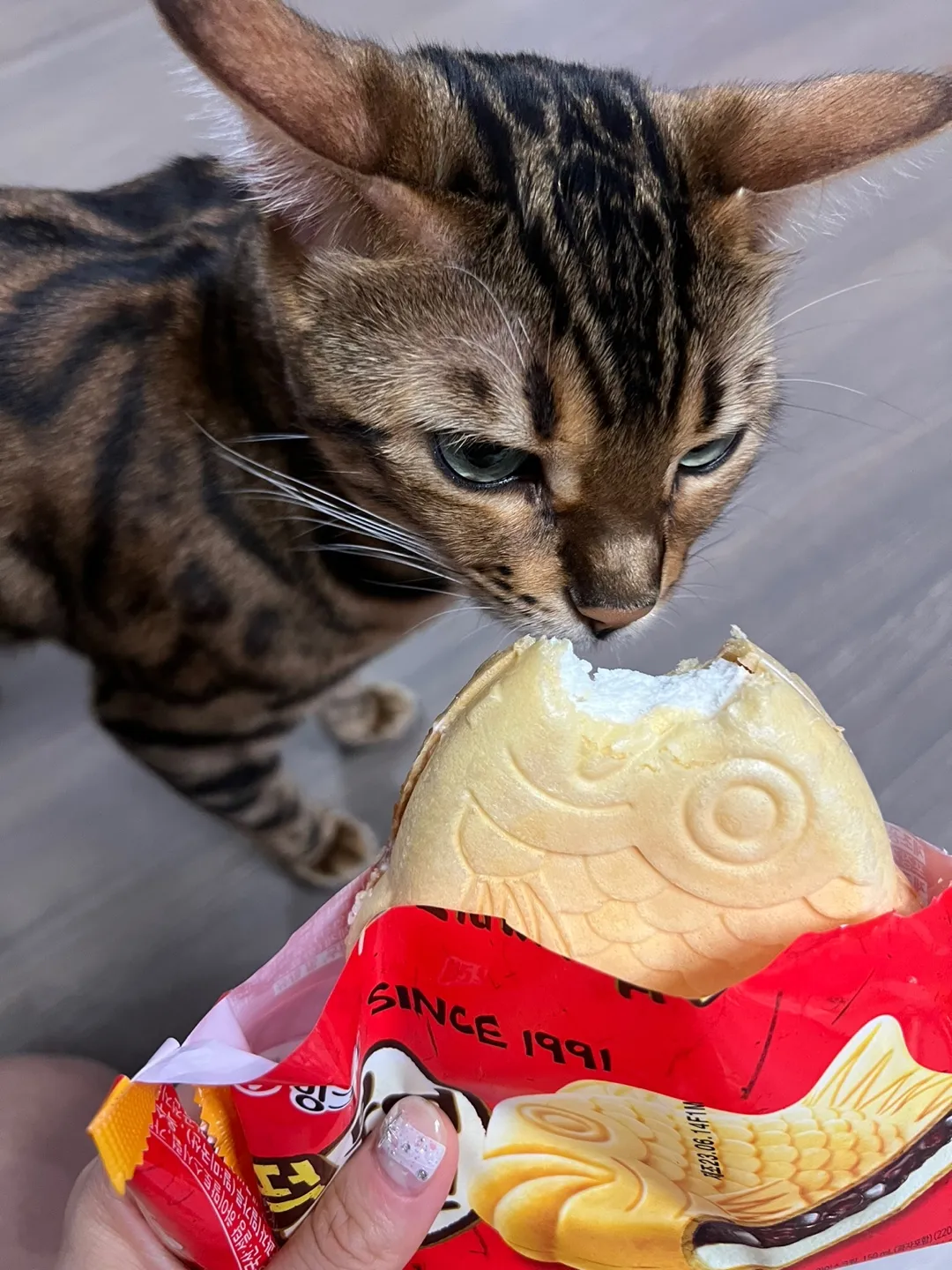 고양이 과자 먹어도 되나요. 이빨과자_2