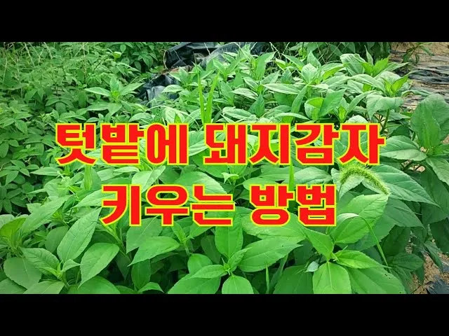 돼지감자 재배 종구 선택 배수로 만들기 수확 건조_3