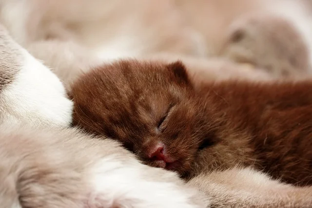 고양이 사료 추천 및 주의사항