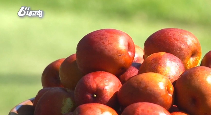 6시내고향 고성 사과대추를 쌓아 올린 모습