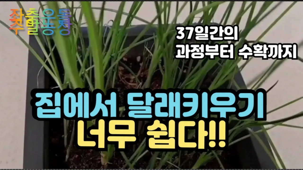 달래 재배 분구 나누기 화분 키우기 향 유지_3