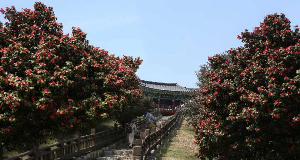 서천마량리 동백나무숲