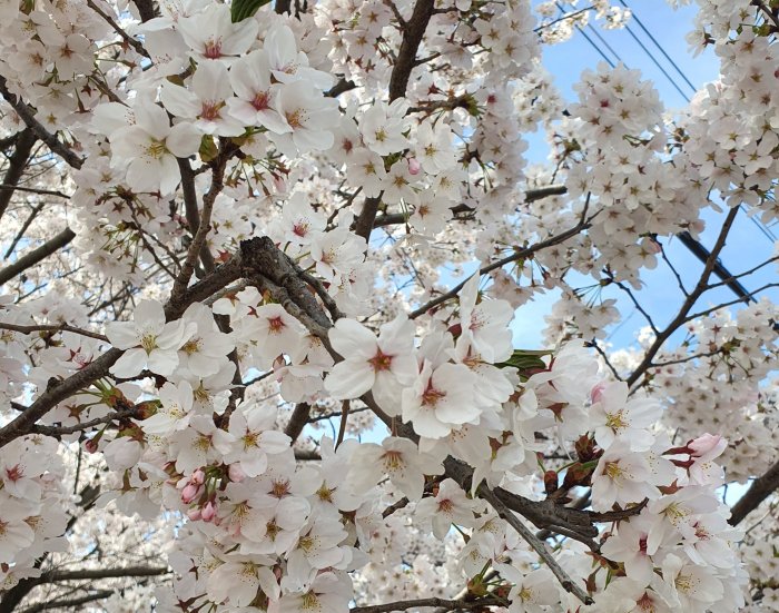 활짝 피어있는 벚꽃