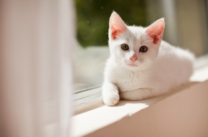 이쪽을 바라보는 아기고양이