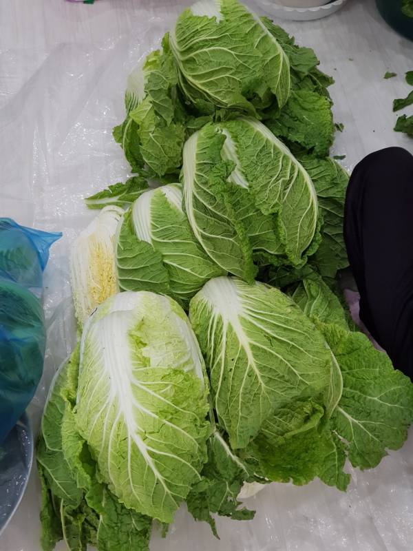 김장배추 겉잎 제거하고 정리하는중