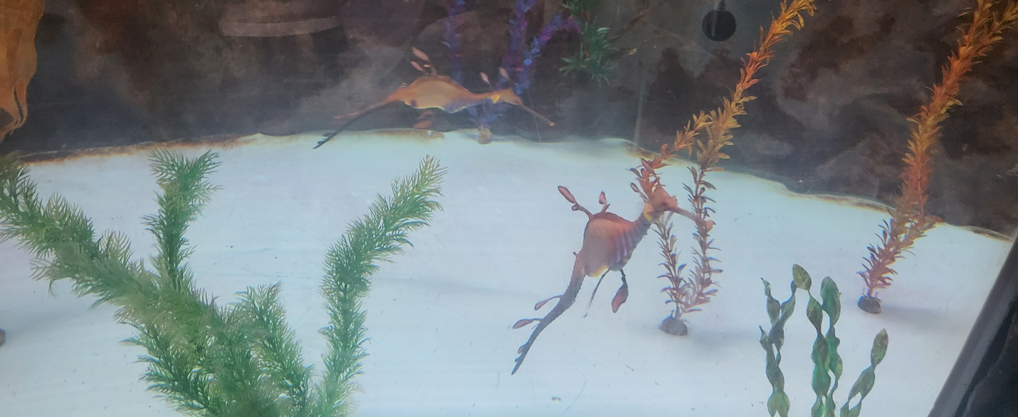 seahorse world 에서 본 해마와 해룡 사진
