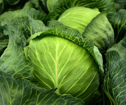 간 기능 회복과 위장 보호의 대표주자 양배추