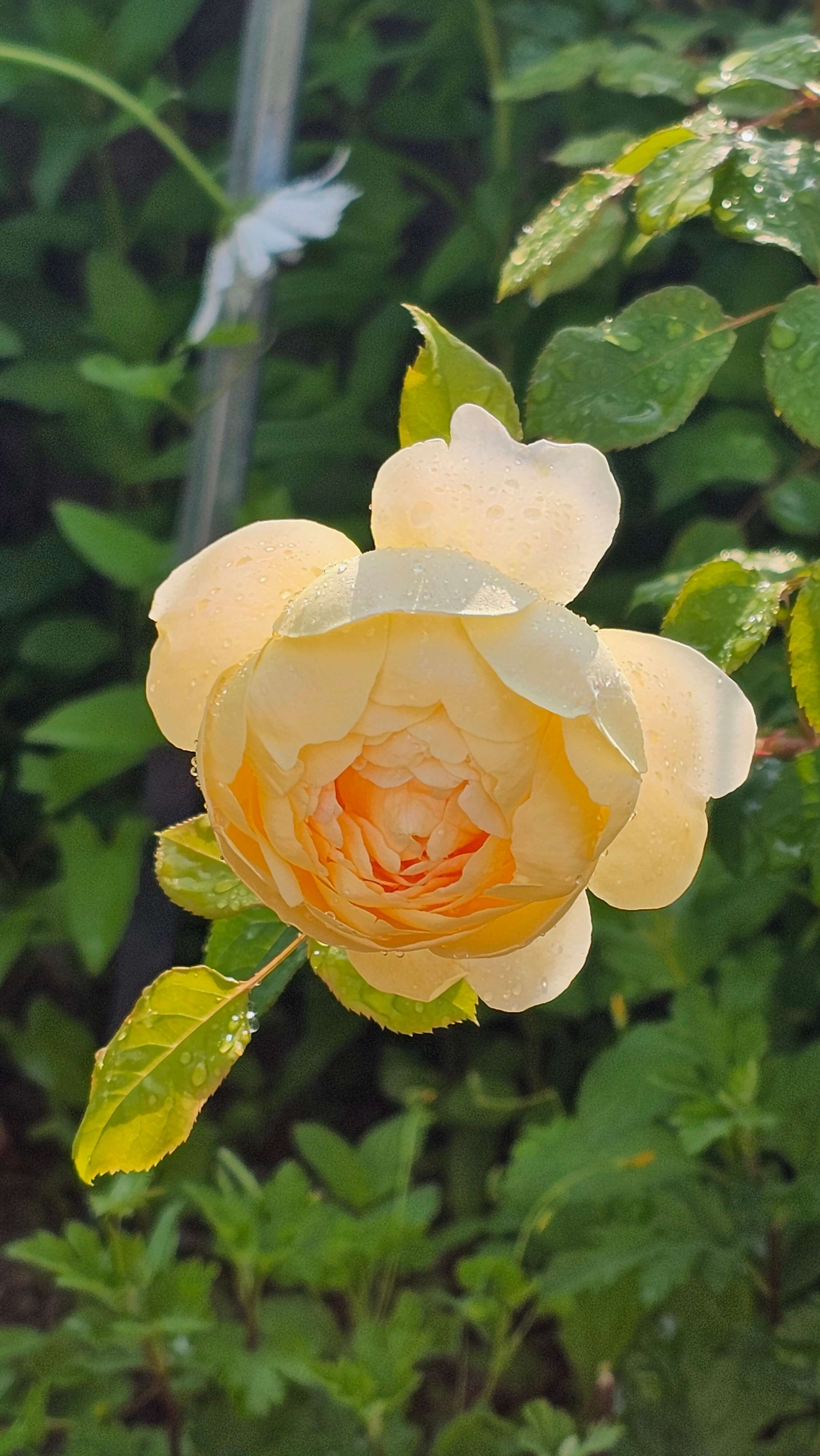 꽃을 보면 기분이 좋아지는 이유