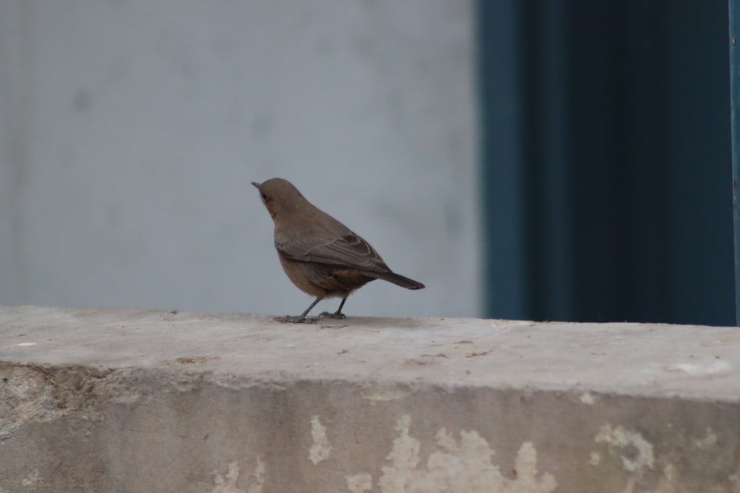 Visitor