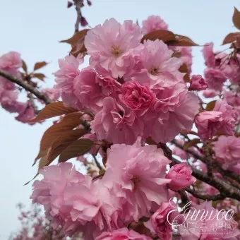 겹벚꽃 개화시기 숨겨진 명소_10