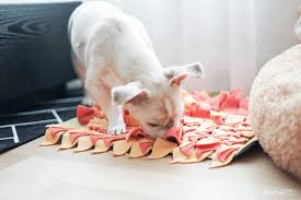 노즈워크 하고있는 강아지모습