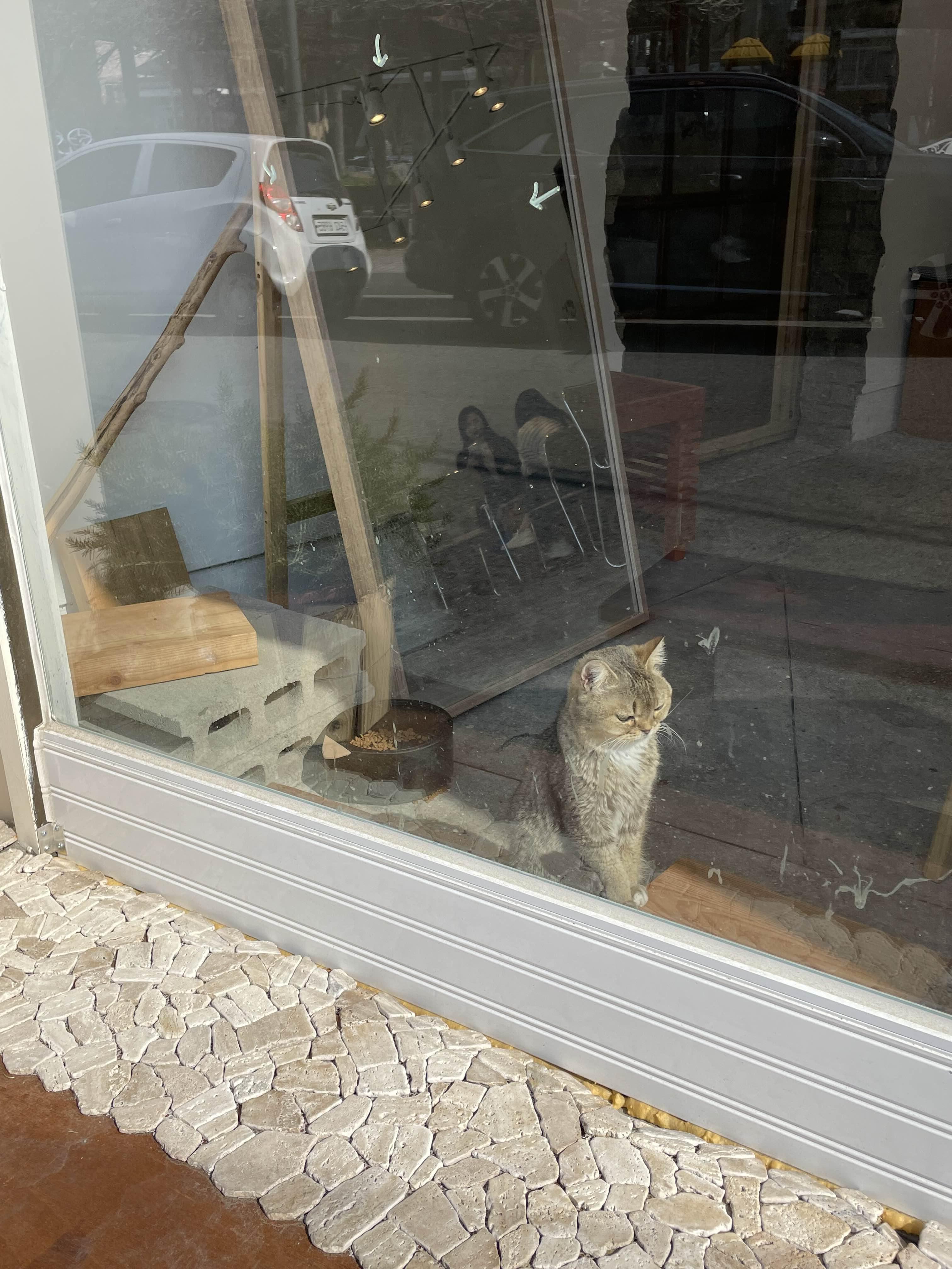 카페안에 고양이 사진