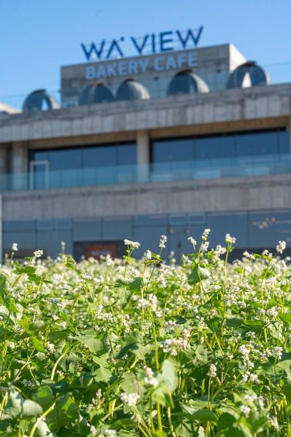 웨이뷰 메밀꽃 축제? 당신만 모르는 ‘이 시기’가 있다