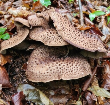 능이버섯 채취시기 총정리