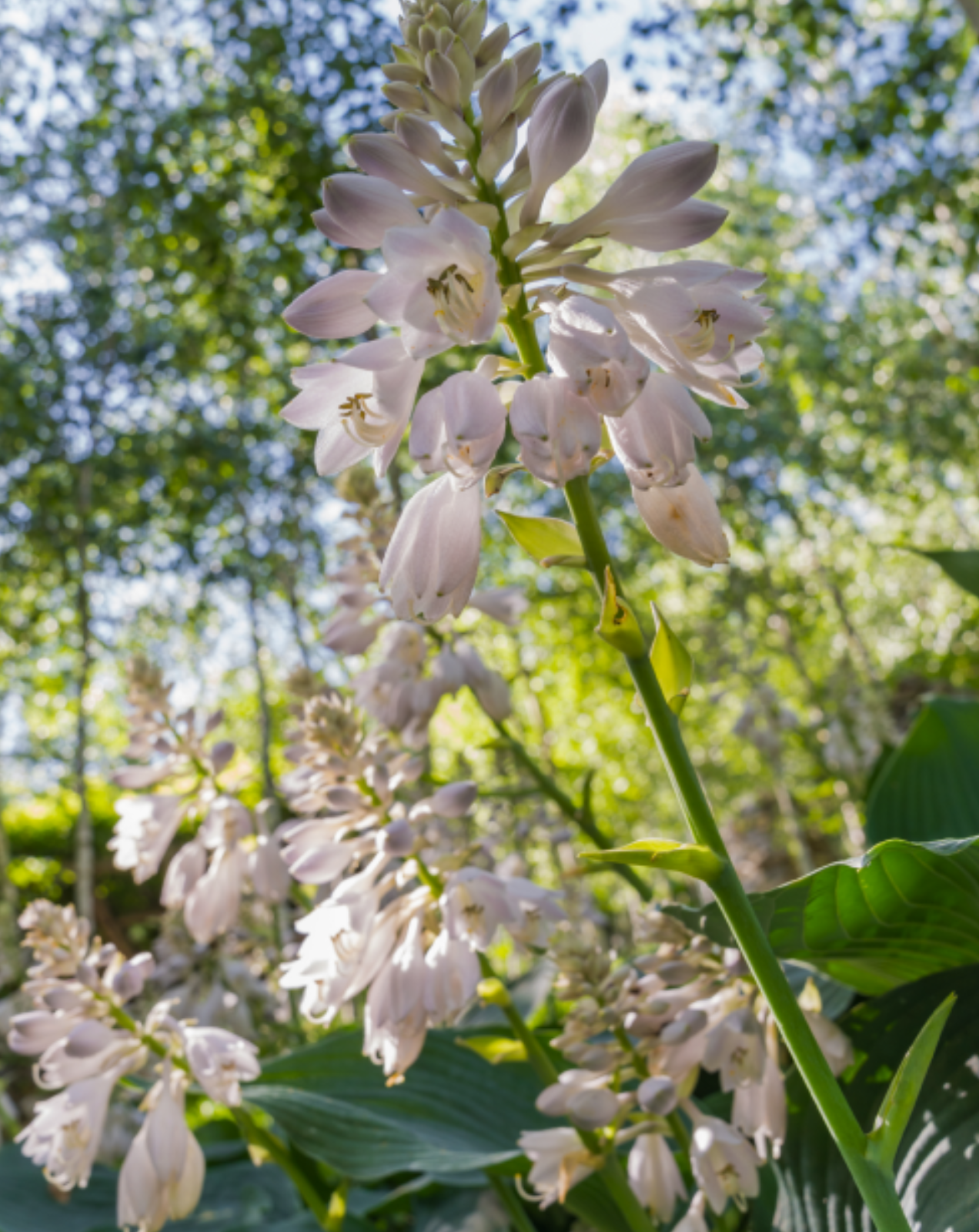 화담숲 예약 2025 완벽 가이드: 꿀팁 대방출! (feat. 주차, 코스, 맛집, 후기)