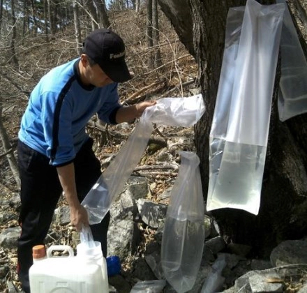 고로쇠물 먹는방법 권장섭취량