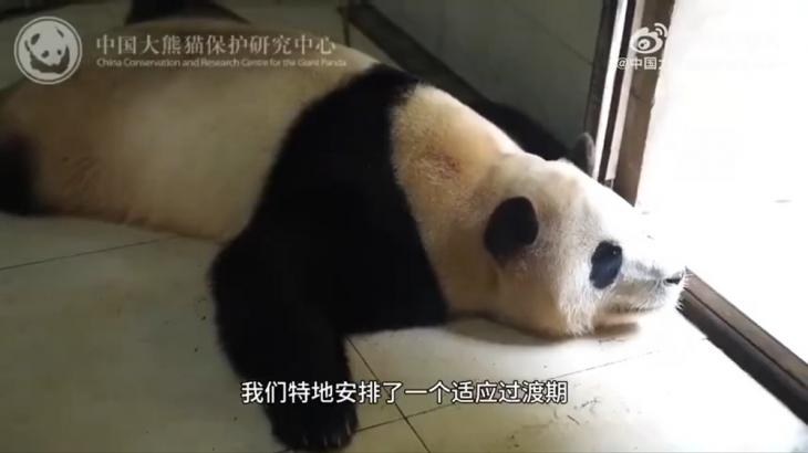 고통받고-있는-푸바오의-모습