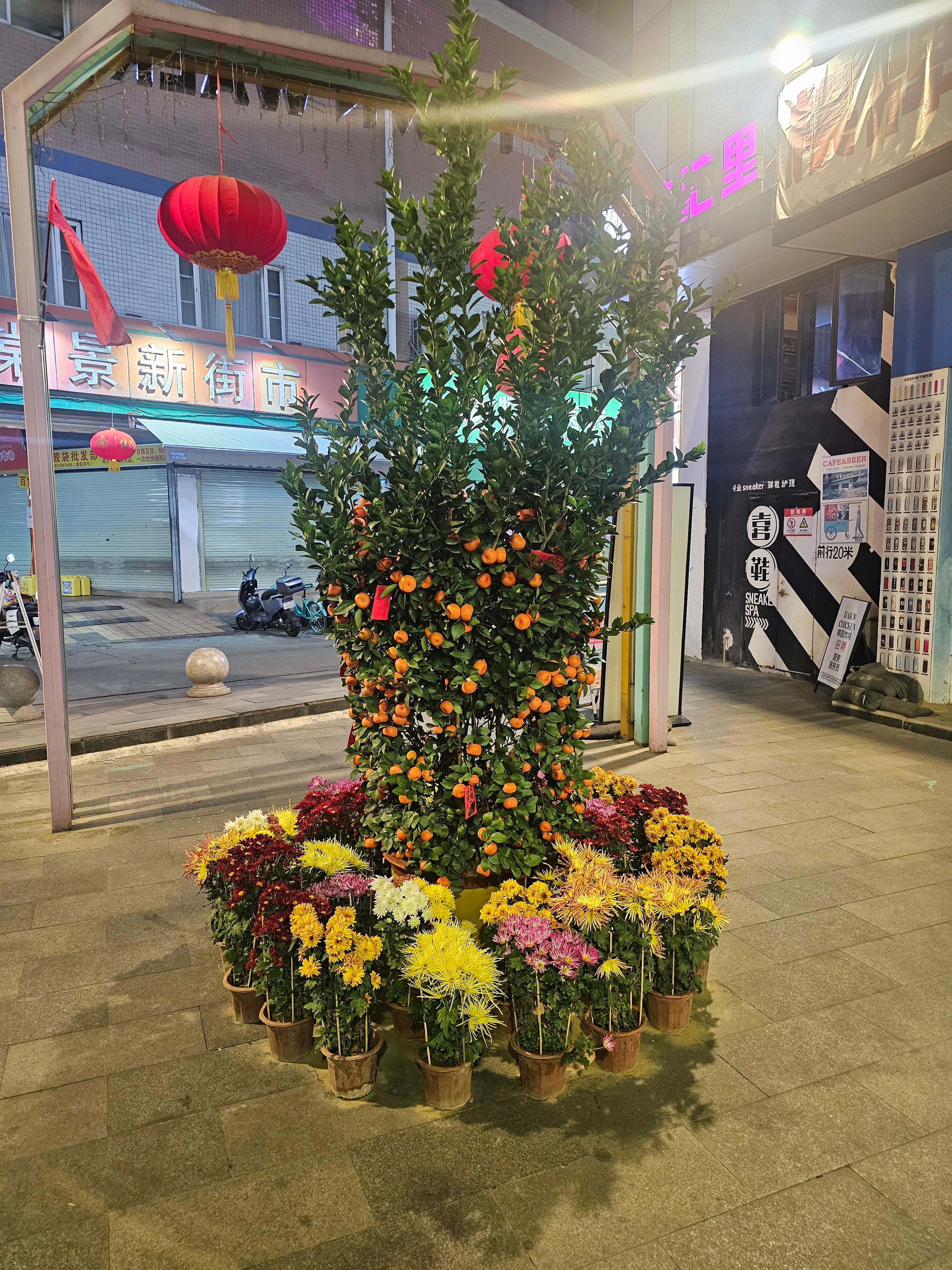 중국 춘절 귤나무