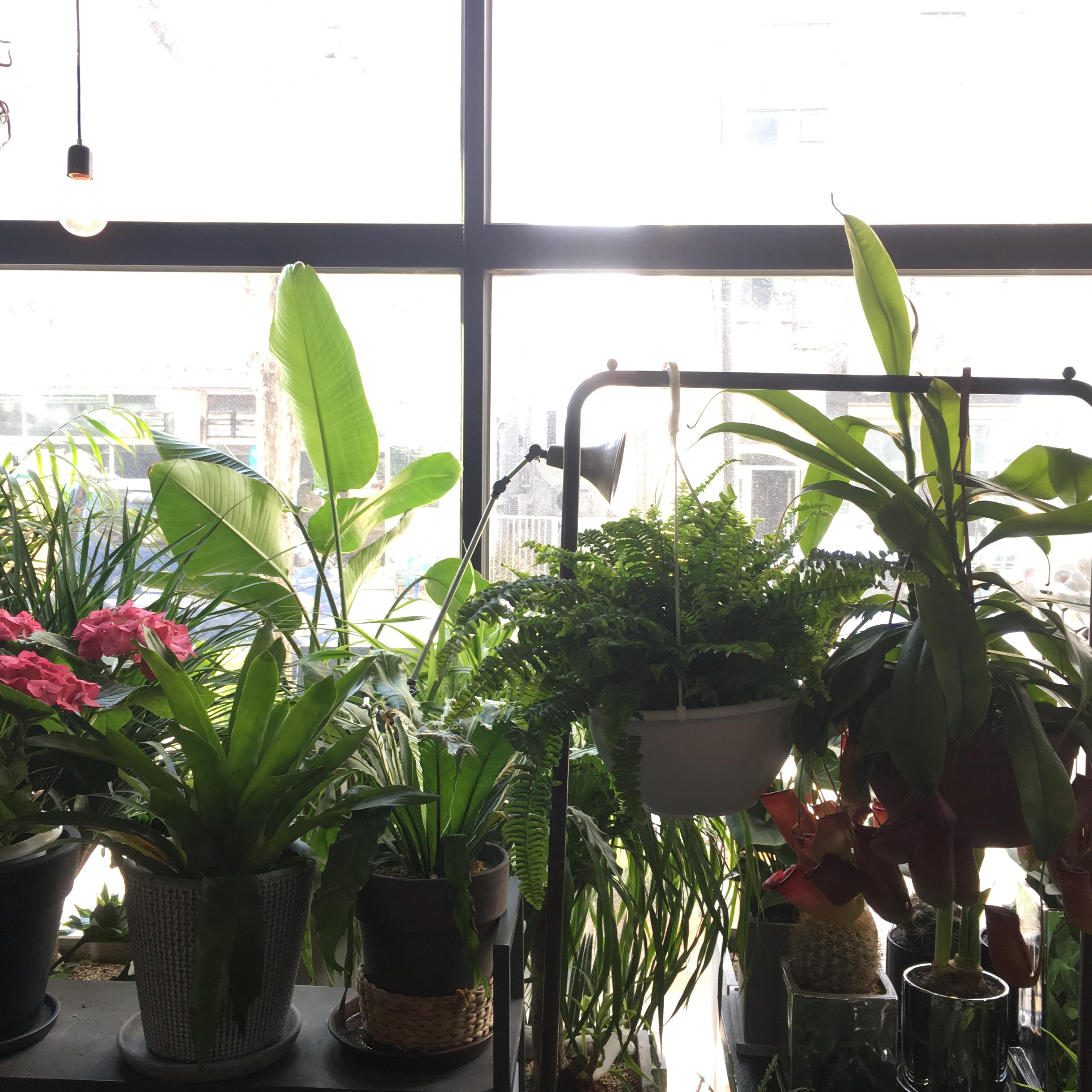 건강한 식물 생활을 위한 관리 노하우