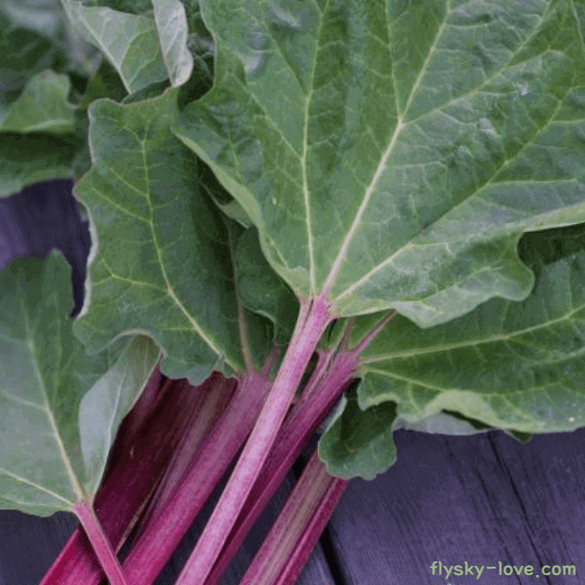 루바브 뿌리 효능