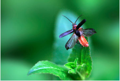 러브버그 퇴치방법15