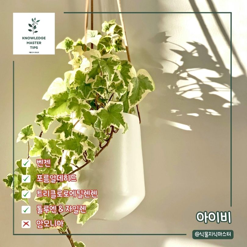 새집증후군 식물 아이비